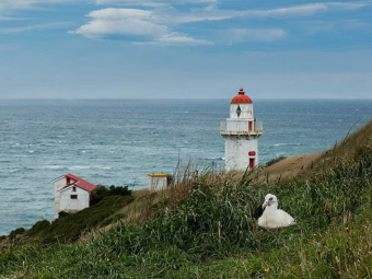 DUNEDIN CELE 2