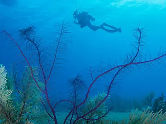 GRAND TURK ROYAL 1