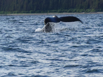 ICY STRAIT POINT 7