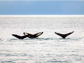 ICY STRAIT POINT CELE 5