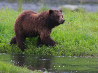 ICY STRAIT POINT CELE 6
