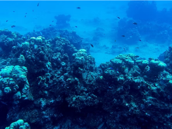 Isle of Pines Cele 7