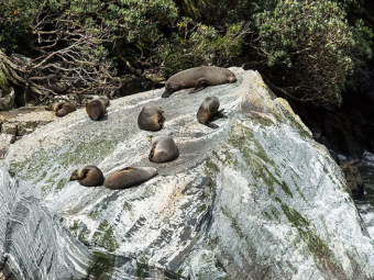 MILFORD SOUND CELE 3
