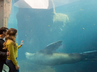 Visit the Alaska SeaLife Center