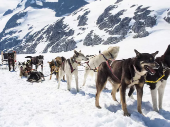 Drive a Team of Sled Dogs